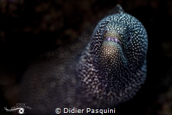 MURENE PONCTUEE - GYMNOTHORAX MELEAGRIS 
RODRIGUES 2023 by Didier Pasquini 